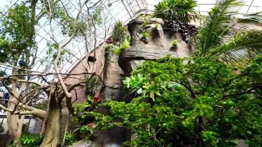 Pittsburgh National Aviary B-roll