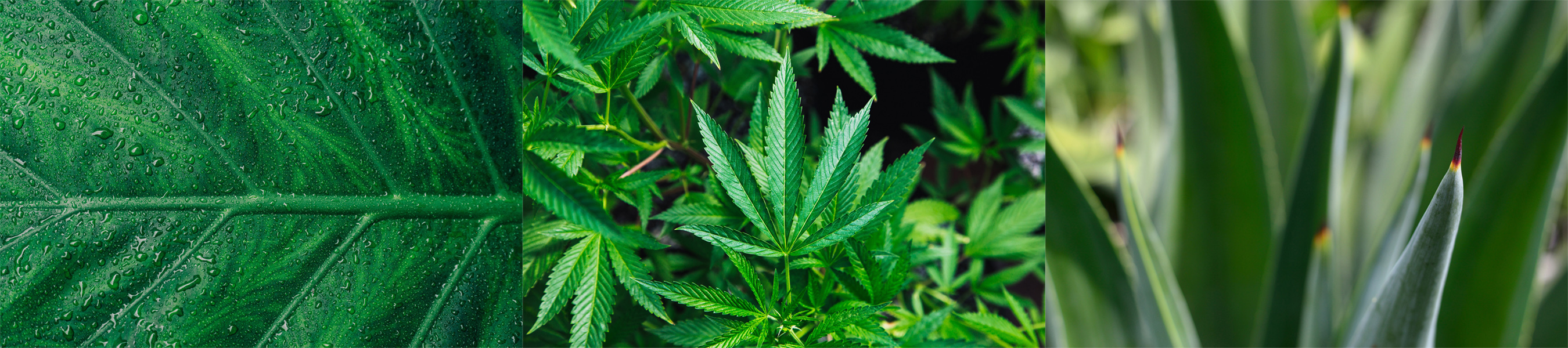 Collage of a leaf, hemp, and aloe plant.
