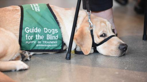 Puppy in training close up