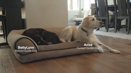 Danelle talks about her experience with guide dogs.