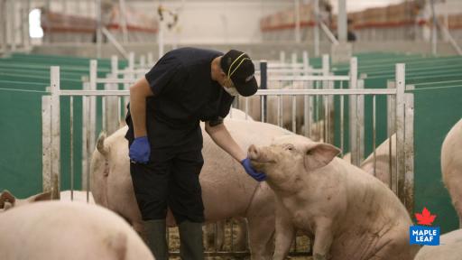 &ldquo;Maple Leaf Foods animal care provider interacting with a sow in the Advanced Open Sow Housing system.&rdquo;