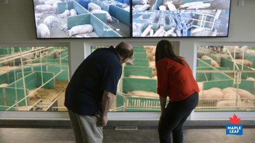 Observation deck in a Maple Leaf Foods barn which provides a complete overhead view of sows