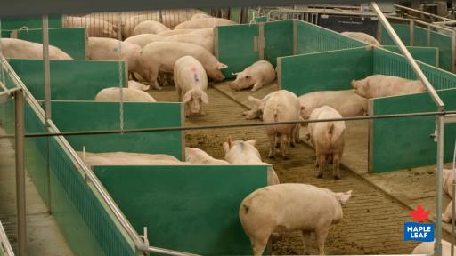 “Aerial view of sows in the Maple Leaf Foods’ Advanced Open Sow Housing system from observation deck in barn.”