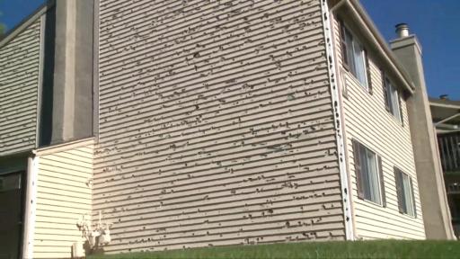 Play Video: NICB Hail B-Roll