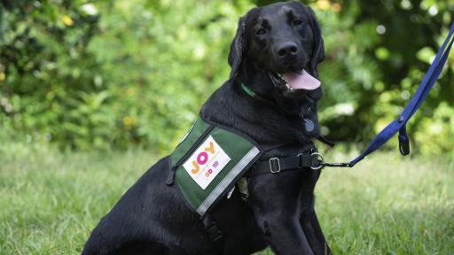 Black lab "Cooper Dunkin'" sitting in the grass.