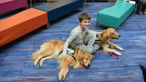 A young child sitting by two golden labs.