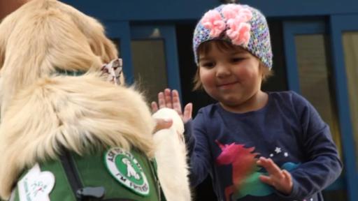 Play Video: Background on facility dogs