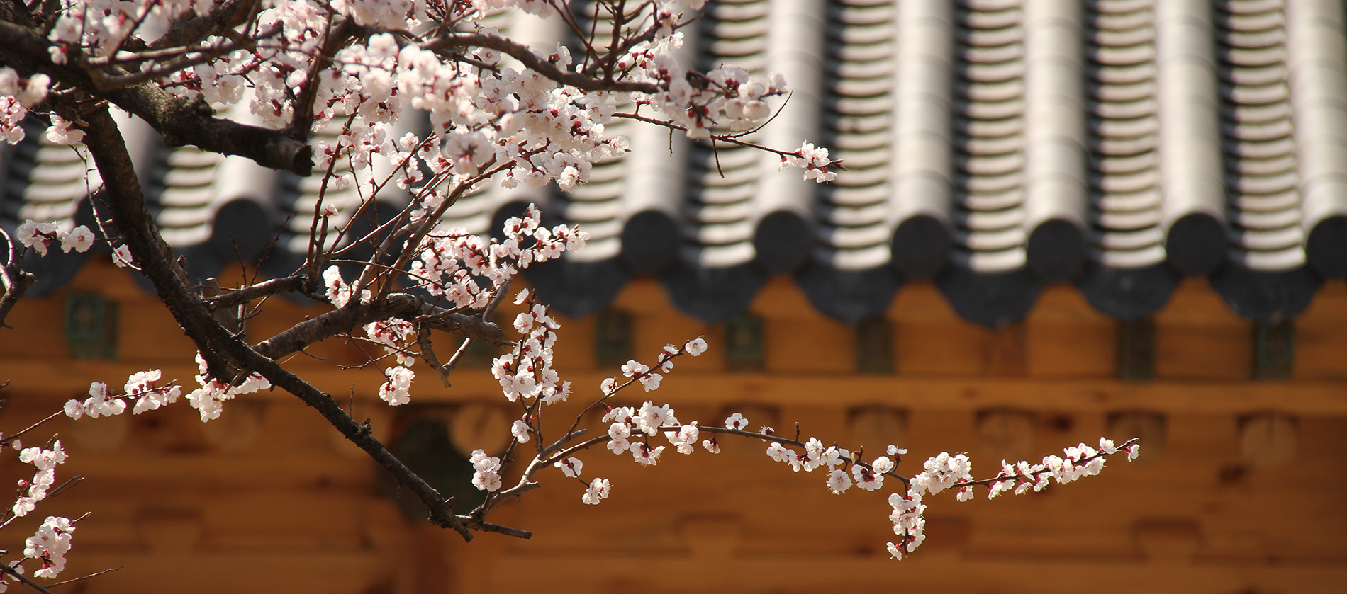 A branch of cherry blossoms in front of a temple.