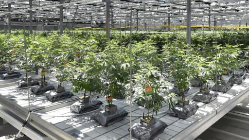 Greenhouse Facility with hundreds of plants