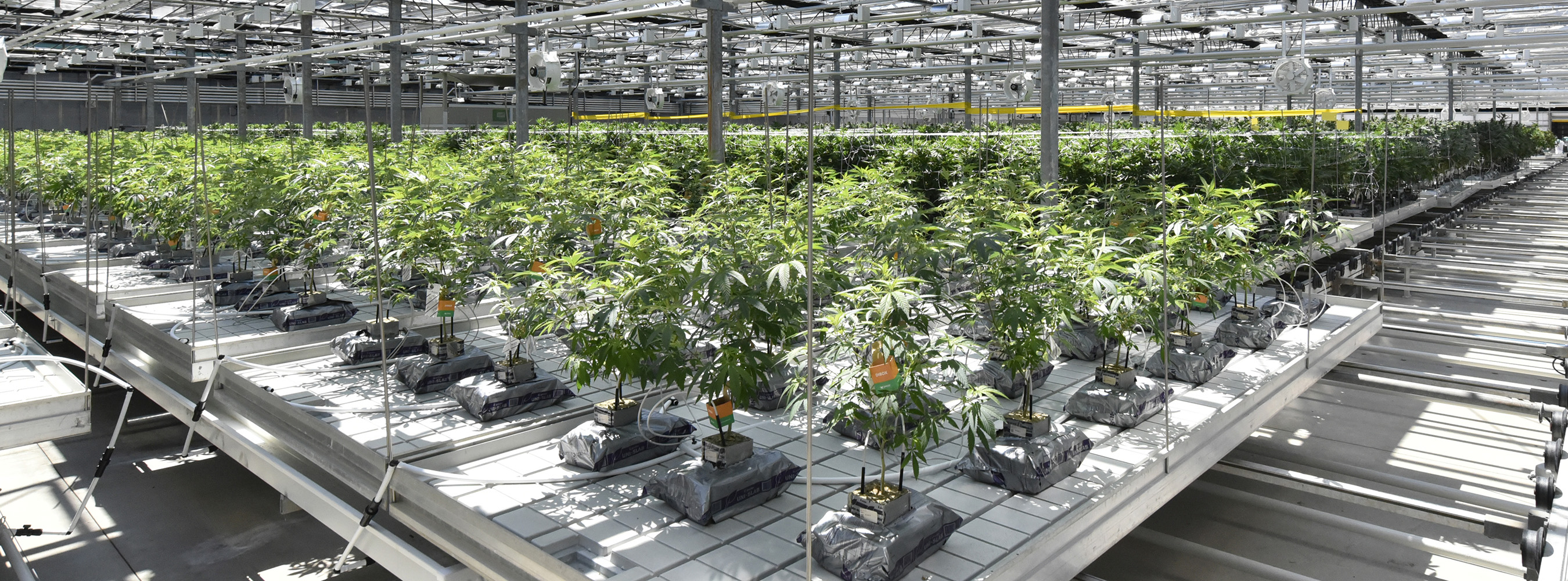 Greenhouse with plants.