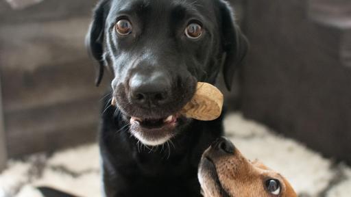 Saylor the Labrador enjoying her Redbarn Chew-A- Bulls brush.