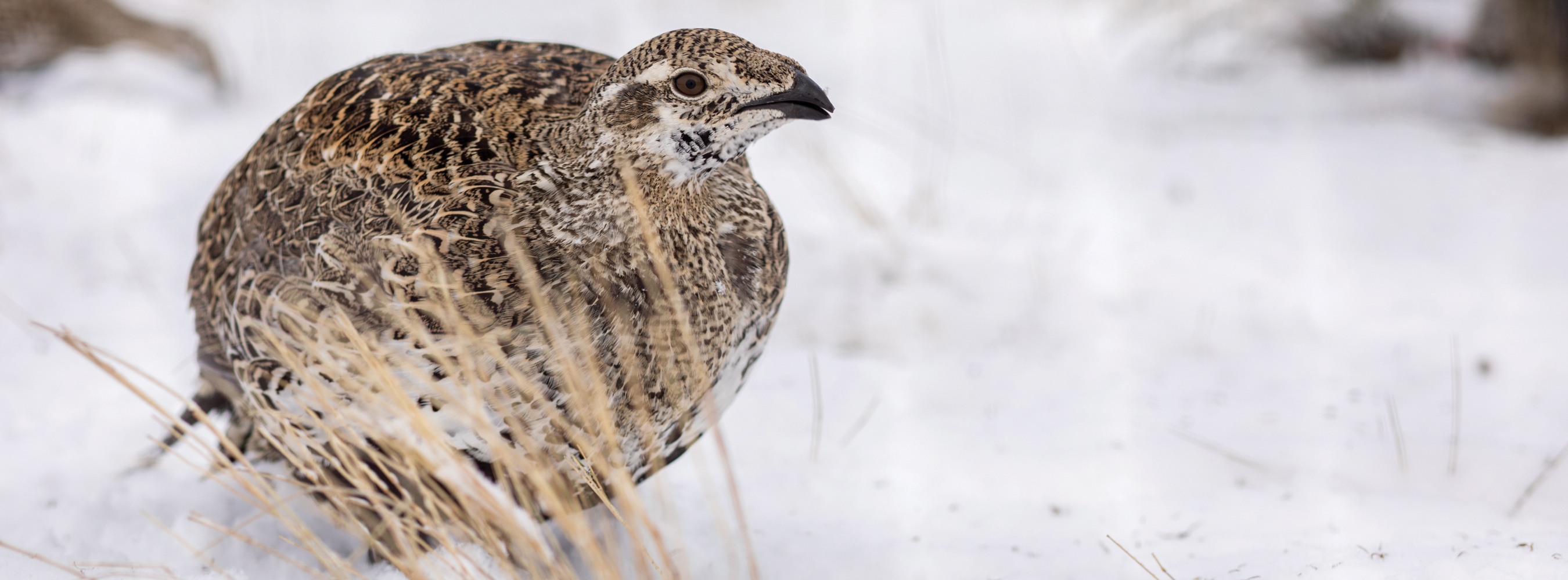 Sage grouse in snow
