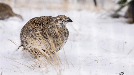 Sage grouse in snow