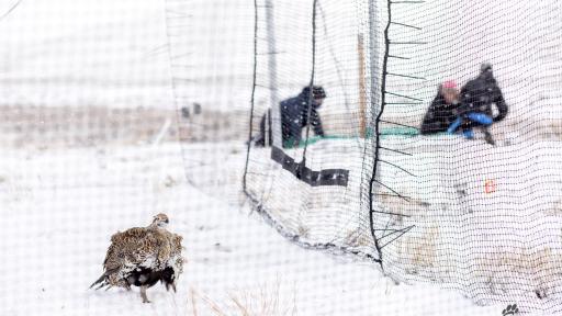 Sage grouse in snow