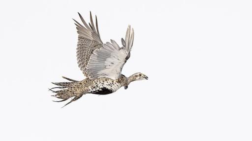 Sage grouse flying