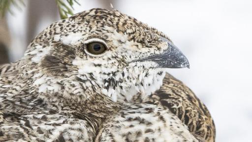 Closeup of sage grouse in snow