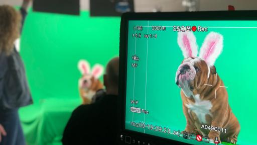 Henri the Bulldog on camera