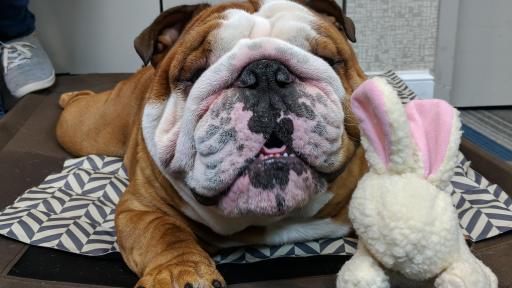 Henri the Bulldog lying down