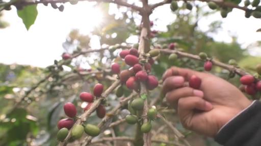 Sustainable farming methods help minimize land use and deforestation.