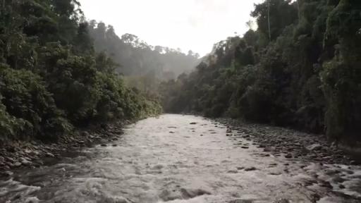 Healthy forests provide clean water, food security, carbon capture and other benefits