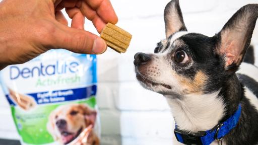 Evan Antin giving dog a DentaLife chew