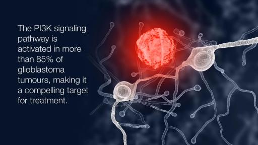 PI3K signaling pathway is activated in more than 85% of GBM tumours