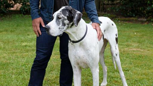 Pro football champion and pet advocate, Russell Wilson, takes a break from filming the Safer Together™ public service announcement (PSA) with the Banfield Foundation® to give his beloved dog, Naomi, some love. Ahead of National Domestic Violence Awareness Month, the PSA will debut in September to help raise awareness that pets, too, are often victims in homes where domestic violence occurs. Many domestic violence victims stay in abusive situations because they fear for the safety of their pet, so the Banfield Foundation aims to educate and provide resources for pet owners, advocates and communities to help make a difference for pets and the people who love them. (Photo credit: Stephen Brashear/AP Images for the Banfield Foundation)
