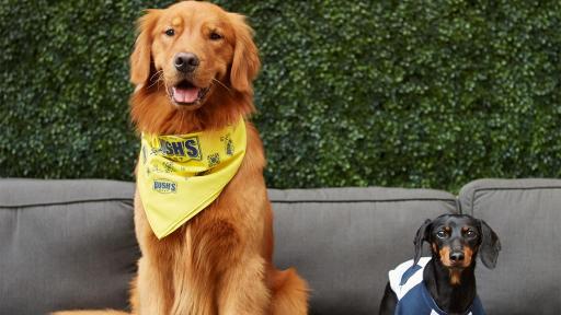 Two dogs sitting on a couch