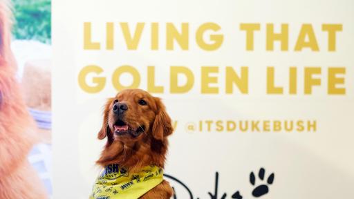 Duke with his paws on a table