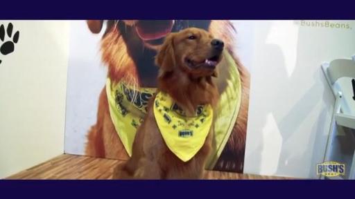 @ItsDukeBush Lives Golden Life at PetCon