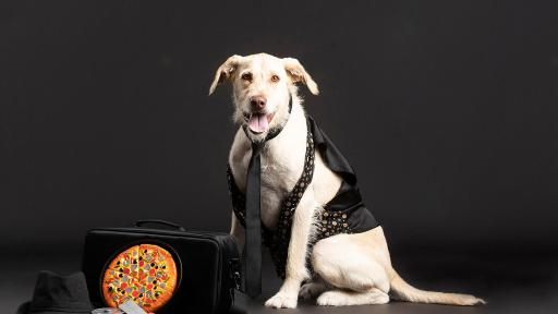 Dog sitting in a vest posing with a hat and suitcase.