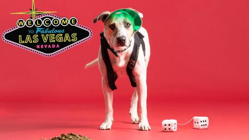 Dog standing in front of a pink background wearing a visor with a Las Vegas sign behind him.