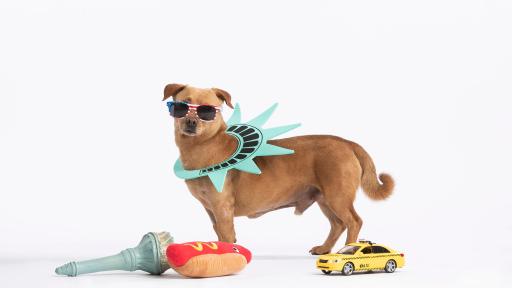 A little dog standing beside a stuffed hot dog and taxi cab