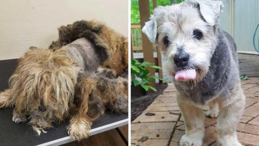 Arlo was found by the side of a country highway. He was taken to the local shelter where he was quickly groomed to remove painful mats. His rescuers don&rsquo;t know much about his life prior to his rescue, but at about 10 years old, it was clear he&rsquo;d had a long rough road. While Arlo has vision and hearing issues he&rsquo;s been a great cuddle companion to his foster family. Although Arlo is thankful to now be safe, clean and cared for, he&rsquo;d love a family of his very own.