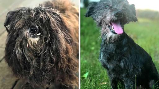 Berkeley was living a life with little to no care, never even being allowed inside. What&rsquo;s worse, his one companion, a senior St. Bernard, had recently passed away. Luckily things turned around for Berkeley. Once rescued, he was swiftly groomed and freed from nearly five pounds of muddy fur that was so matted a fishing lure was found tangled in it. With a new &ldquo;leash&rdquo; on life, Berkeley is ready to take on the world and spend the rest of his days with a family to love.