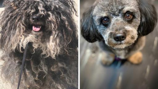 Dexter was found living on the streets, and it was clear he&rsquo;d had it rough for a long time. He was a mess of matted dreadlocks so long he could barely see. However, under all that uncomfortable fur was a sweet boy who sat patiently as burrs, foxtails and even pieces of plastic were cut out of his coat. His amazing before and after pictures caught the heart of his adopter, and Dexter is now flourishing with his forever family.