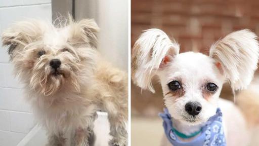 Gallagher was rescued from animal control where he&rsquo;d arrived as a stray. A dirty, matted and miserable mess, during Gallagher&rsquo;s grooming he had to lose most of his fur. However, while Gallagher lost most of his fluff, he got to keep a bit of flair on his ears and tail. After his makeover, this handsome boy was quickly adopted. He&rsquo;s now spoiled rotten and regularly pampered.