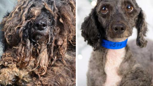 Gaston arrived at his rescue nearly unrecognizable as a dog, let alone a poodle. Neglected for years and only used for breeding, his life was bleak. After hours of grooming, Gaston&rsquo;s transformation was incredible. His personality blossomed and he won the hearts of his forever family. He&rsquo;s now living out his happily ever after.