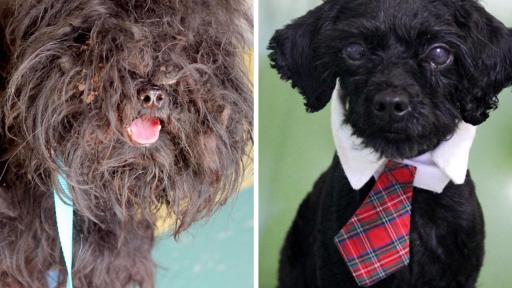 Griffin was in a kill shelter before being saved by the local Humane Society. He was in horrific shape as the severe matting was causing nerve damage in his back legs and irritating his sensitive eyes. Once groomed, he turned into a completely different little dog. Free from all that fur, Griffin was able to walk and play like a normal pooch. His happy personality and dapper good looks won the heart of a volunteer and he&rsquo;s now living the good life in his forever home.