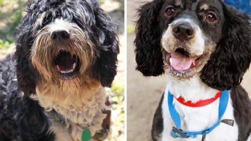 Jasper was surrendered to a shelter when his owners decided he wasn&rsquo;t a good fit for their family. At just two years old, Jasper was a world of energy, and it was clear he wasn&rsquo;t getting the exercise, care or attention he deserved. After a proper grooming an adorable dog appeared. Now, with some training, Jasper is well on his way to becoming the perfect addition to a forever family. He just needs to find a home with a big tub, as his favorite activities include rolling in the mud and taking baths.