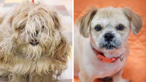 Ollie was originally found by animal control, but thankfully found his way to a rescue. Once safe, he was given a desperately needed grooming to remove painful mats. The transformation revealed a happy, adorable dog. Soon after Ollie got his new look, he also got a forever home where he now indulges in belly rubs and treats.