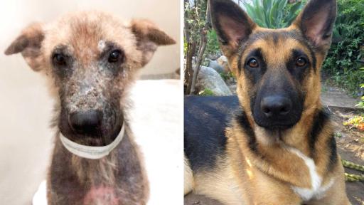 At only seven months old, Zorro was rescued from a rural field. With nearly no fur and crusty scabs covering his skin, his rescuers couldn&rsquo;t even tell what kind of dog he was. Due to some health issues as well as neglect, this sweet puppy was in constant discomfort. However, after a long road of restorative baths and medications, a gentle German Shepard emerged. Zorro&rsquo;s soulful eyes and easy-going personality captured the heart of a rescue volunteer who folded him into his family.