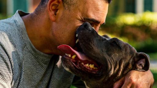 Sergio, a Marine veteran with his service dog Laramie. Sergio is a member of ARF’s Pets and Vets graduating class in 2019. ARF has once again partnered with Purina Dog Chow for its second annual “Service Dog Salute” campaign to raise awareness on how military veterans suffering from PTSD and their families benefit from having a service dog.