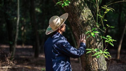 Mr. Qi is touching a tree, looking at green leaves in a forest.