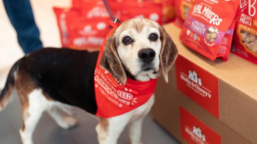 Stella & Chewy's is covering adoption fees for senior pets rescued from any shelter in the USA!