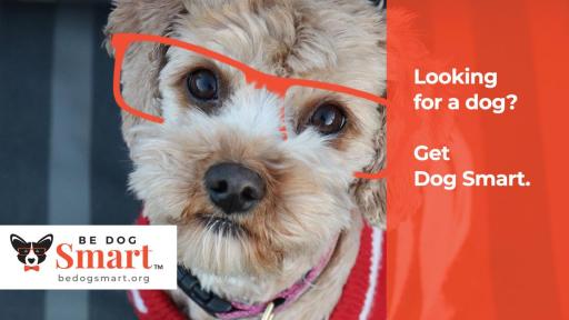 Get Smart Dog advertisement