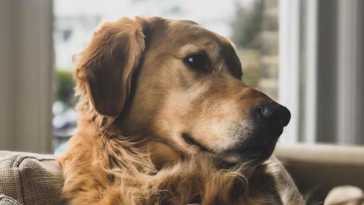 Golden Retriever with owner's hand