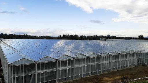 Maple Leaf Foods is investing in Merom Farms Biomass to Energy, a large commercial greenhouse operation in the Lower Mainland of British Columbia that consists of 36 acres of covered greenhouse area.