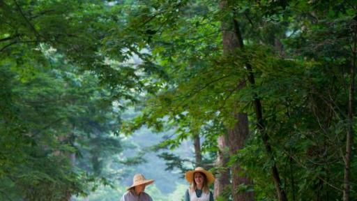 A monk and Templestay participant walk through the summer forest