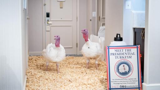 The National Turkey Federation introduce Bread and Butter, the 2019 Presidential Turkeys. Photo credit: Andrea Hanks/White House